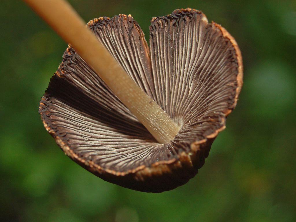 Un gruppetto di piccoli funghi (Coprinellus sp.)